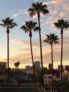 some palm trees and buildings in the background