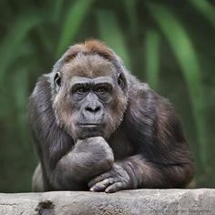 a monkey sitting on top of a stone wall