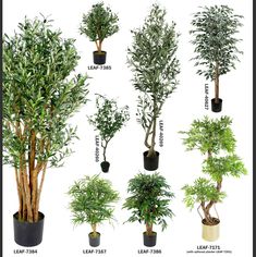 the different types of trees in pots are shown with their names and description on them