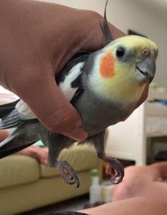 a person holding a small bird in their hand