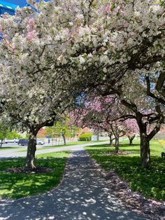 the trees are blooming in the park and on the path to the parking lot