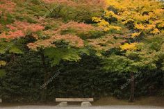 an empty park bench in front of colorful trees