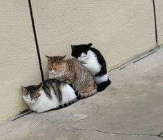 two cats sitting on the ground next to a wall