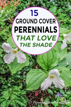 some white flowers and green leaves with the words 15 ground cover perennials that love the shade