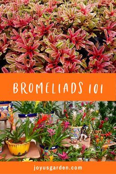 bromelias in pots with text overlay reading bromelia's 101