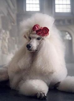 a white poodle with flowers in its hair sitting on the floor and looking at the camera