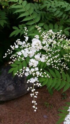 some white flowers and green leaves in the background