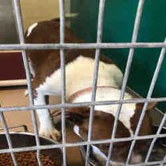 a dog in a cage eating food out of a bowl