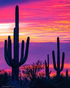 the sun is setting behind a large cactus and some trees in the foreground with pink clouds