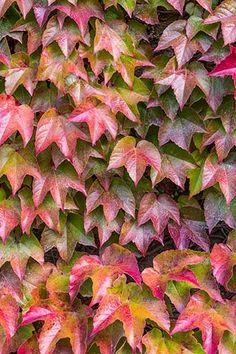 an image of colorful leaves growing on the wall