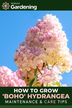 the cover of how to grow boho'hydrangea maintenance and care tips