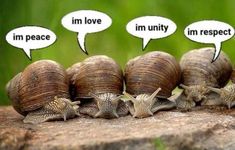 four snails with speech bubbles saying i'm love, im peace, im unity