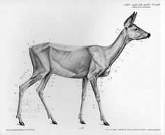 a drawing of an antelope with muscles labeled