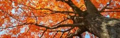 an orange tree with lots of leaves on it's branches and the sky in the background