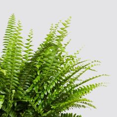 Indoor Fern Plants, Plants Bathroom, Deco Accessories, Boston Fern, Container Gardening Flowers, Plant Delivery