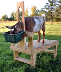 a goat standing on top of a wooden chair eating out of a green bowl filled with water