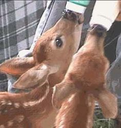 the baby deer is being fed milk from a bottle