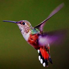 a hummingbird flying in the air with it's wings spread wide open and its beak