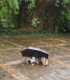 two cats under an umbrella on the ground