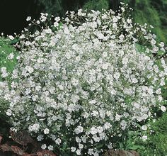 white flowers are blooming in the garden