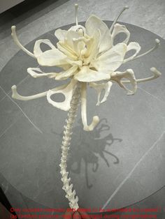 a large white flower sitting on top of a table