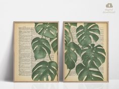 two green leaves on an old book page are displayed in front of a white wall