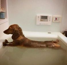 a brown dog sitting in a bathtub filled with water