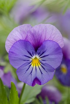 a purple flower with yellow center surrounded by green leaves