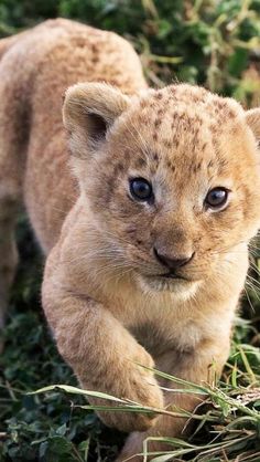 a young lion cub walking through the grass