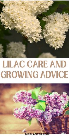 Lilac bush in full bloom with numbered care tips Common Lilac, Powdery Mildew, Replant, Yellow Leaves, Gardening Supplies, Raised Garden