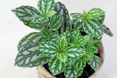 a potted plant with green and white stripes on it's leaves is shown