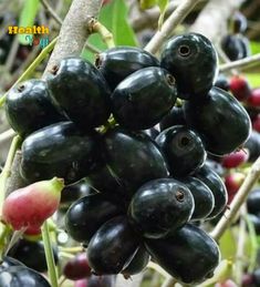 the fruit is growing on the tree and ready to be picked