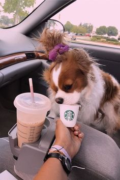 a small dog sitting in the back seat of a car with a cup of coffee