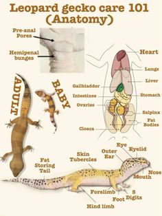 an image of lizards and geckos labeled in the body