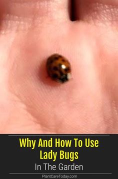 a lady bug sitting on top of someone's hand with the words, why and how to use lady bugs in the garden