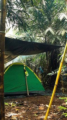 a green tent sitting in the middle of a forest filled with palm trees and hanging hammocks