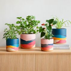 three potted plants sitting on top of a wooden shelf