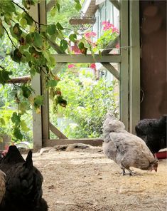 several chickens are standing around in the dirt