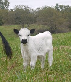 a black and white cow standing in the grass