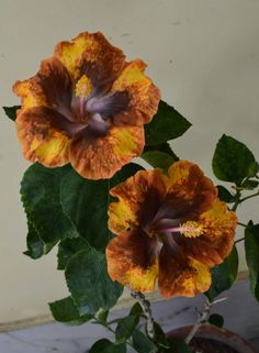 two orange and yellow flowers in a pot on the ground next to a white wall