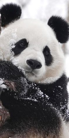 a panda bear sitting on top of a tree branch covered in snow and looking at the camera