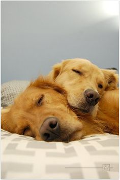 two golden retrievers sleeping on a bed with their heads resting on each other's backs