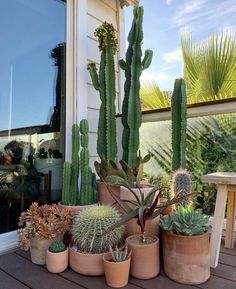 there are many different kinds of cactus in the potted planter on the porch