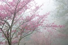 a tree with pink flowers in the fog