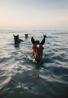 two horses are swimming in the ocean with their heads close to each other and one horse's head sticking out of the water