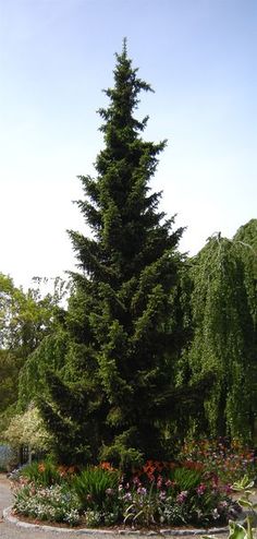 a very tall pine tree sitting in the middle of a garden