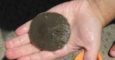 a person holding an orange object in their left hand with dirt on it's palm