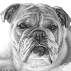 a pencil drawing of a dog laying on top of a fluffy white blanket with his tongue out