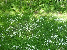 small white flowers are growing in the grass