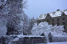 snow covered trees and bushes in front of a building